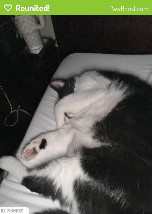 Reunited Male Cat last seen Ederville and Cooks Lane., Fort Worth, TX 76120