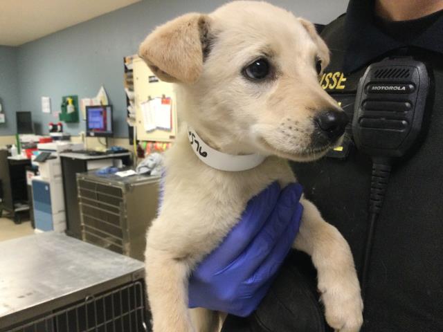 Shelter Stray Female Dog last seen Near BLOCK MARTIN ST, PERRIS, CA, 6851 Van Buren Boulevard, Jurupa Valley, CA 92509, USA