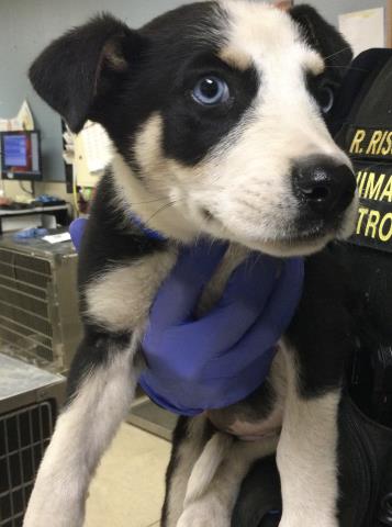 Shelter Stray Male Dog last seen Near BLOCK MARTIN ST, PERRIS, CA, 6851 Van Buren Boulevard, Jurupa Valley, CA 92509, USA