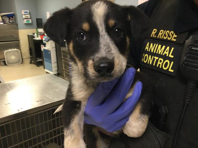 Shelter Stray Male Dog last seen Near BLOCK MARTIN ST, PERRIS, CA, 6851 Van Buren Boulevard, Jurupa Valley, CA 92509, USA