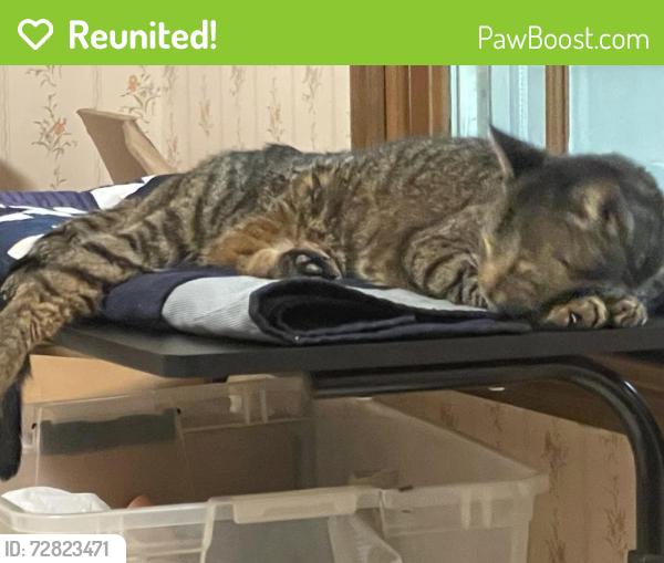 Reunited Male Cat last seen Webb bridge road, Alpharetta, GA 30005