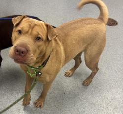 Shelter Stray Female Dog last seen Near, 2600 S Harding St, Indianapolis, IN 46221, USA