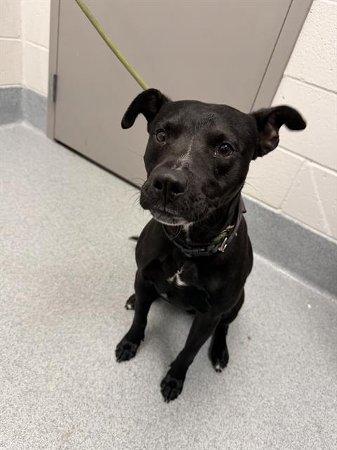 Shelter Stray Male Dog last seen Near, 2600 S Harding St, Indianapolis, IN 46221, USA