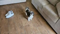 Reunited Female Dog last seen Bellows Ct and Winslow Homer Dr, El Paso, TX 79936