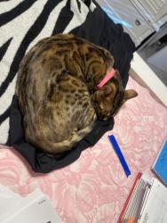 Reunited Female Cat last seen Story Rock St NW (neighborhood near Western Trail and Coors), Albuquerque, NM 87120