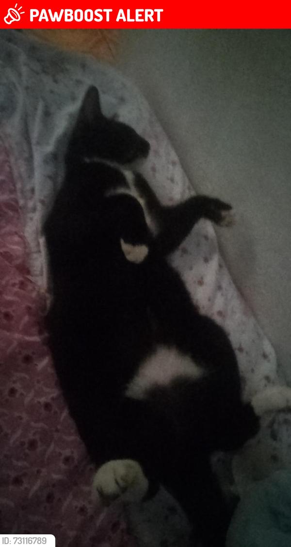 Lost Female Cat last seen Call Morelos entre 11 de septiembre, Tapachula de Córdova y Ordóñez, Chis. 30796