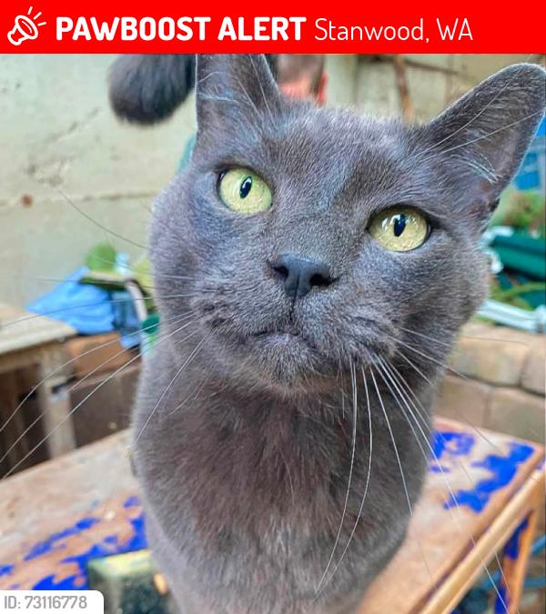 Lost Male Cat last seen 176th PL NW and 64th DR NW, Stanwood, WA 98292
