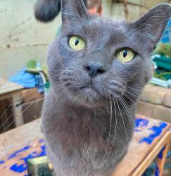 Lost Male Cat last seen 176th PL NW and 64th DR NW, Stanwood, WA 98292
