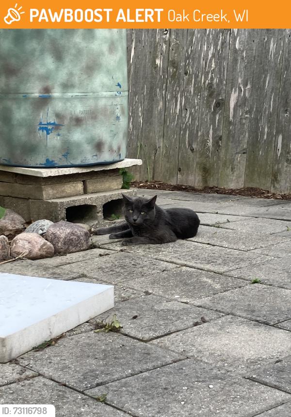 Found/Stray Unknown Cat last seen Carrington and Wood Ave, Oak Creek, WI 53154