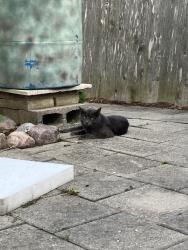Found/Stray Unknown Cat last seen Carrington and Wood Ave, Oak Creek, WI 53154