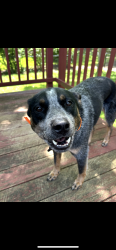 Reunited Male Dog last seen Olive Blvd, St. Louis, MO 63146