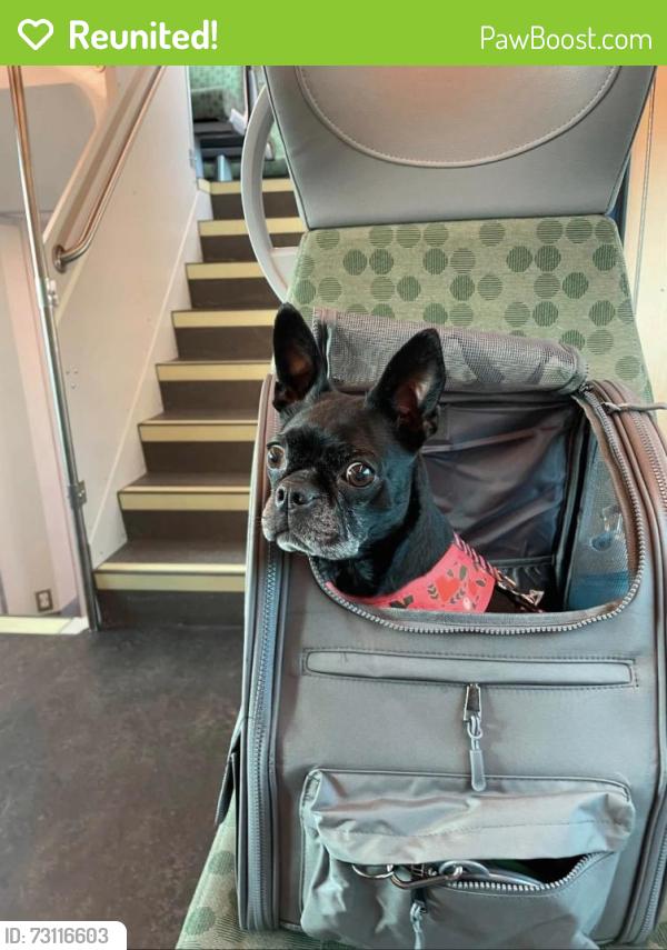 Reunited Female Dog last seen Spruce hill and Darwin, Pickering, ON 