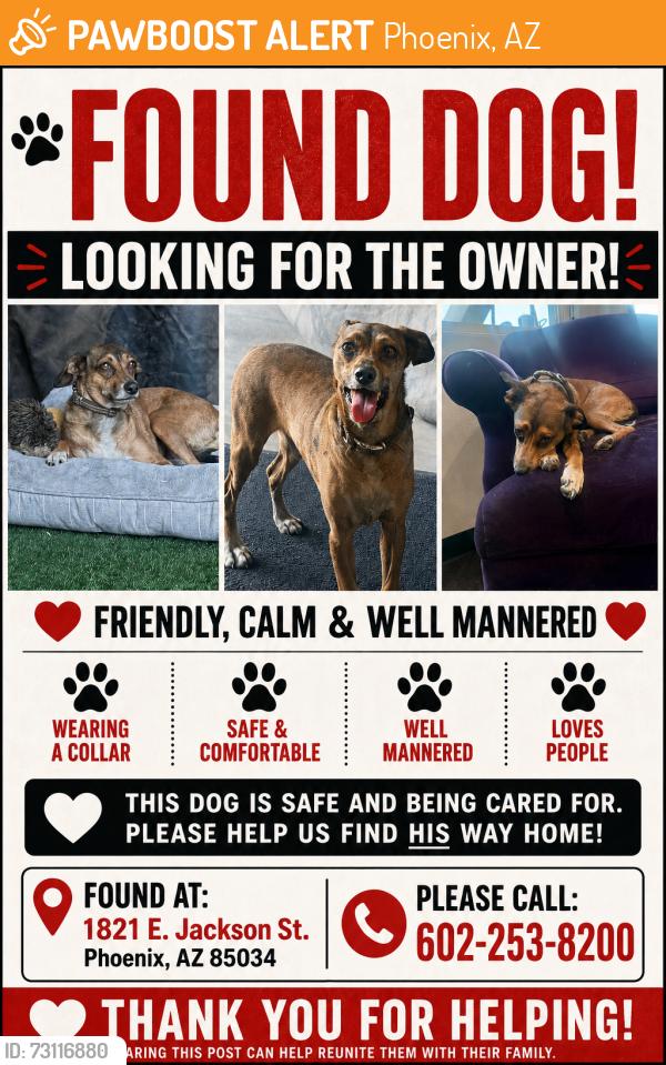 Found/Stray Male Dog last seen Jackson st, Phoenix, AZ 85034