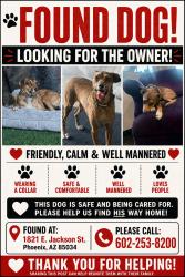Found/Stray Male Dog last seen Jackson st, Phoenix, AZ 85034