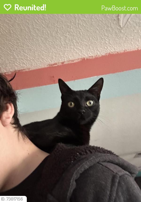Reunited Female Cat last seen Desert Pine Avenue SW, Albuquerque, NM 87121