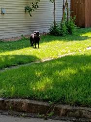 Found/Stray Female Dog last seen 4th st e, Saint Paul, MN 55106