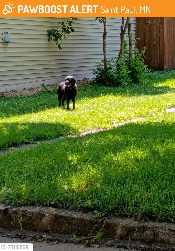 Found/Stray Female Dog last seen 4th st e, Saint Paul, MN 55106