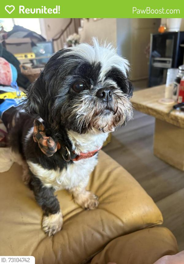 Reunited Female Dog last seen Lewis Road & Lone Bluff, San Jose, CA 95111