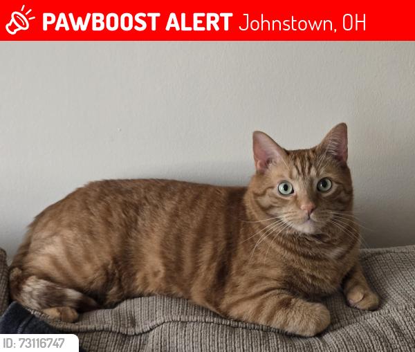 Lost Male Cat last seen Leafy Dell Appartments, Johnstown, OH 43031