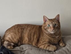 Lost Male Cat last seen Leafy Dell Appartments, Johnstown, OH 43031