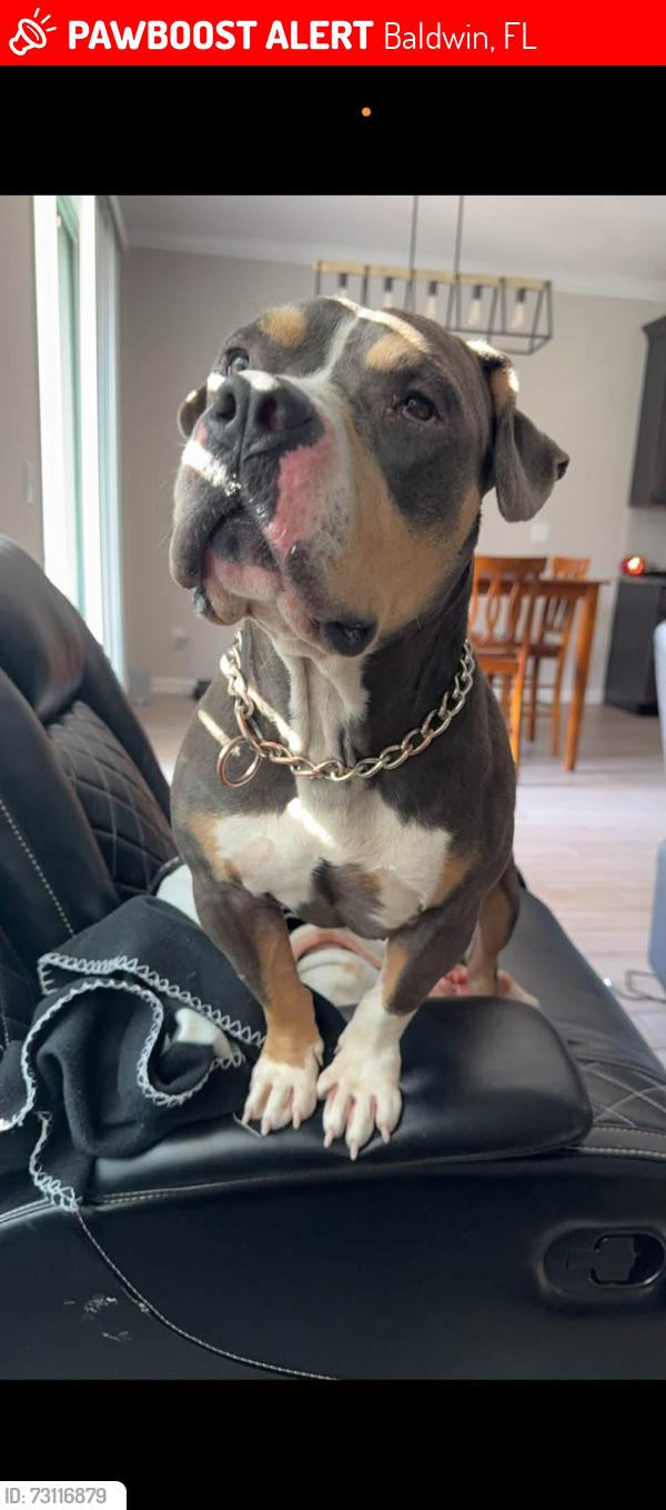 Lost Male Dog last seen US 90, Baldwin, FL 32234