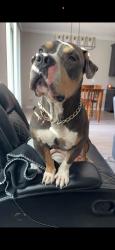 Lost Male Dog last seen US 90, Baldwin, FL 32234