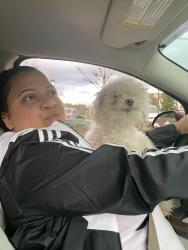 Lost Male Dog last seen Near SE Johnson Creek Blvd Happy Valley, OR 97086 United States, Happy Valley, OR 97086