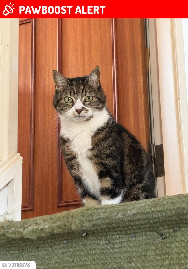 Lost Female Cat last seen Andrewgate, York, England YO1 7BX