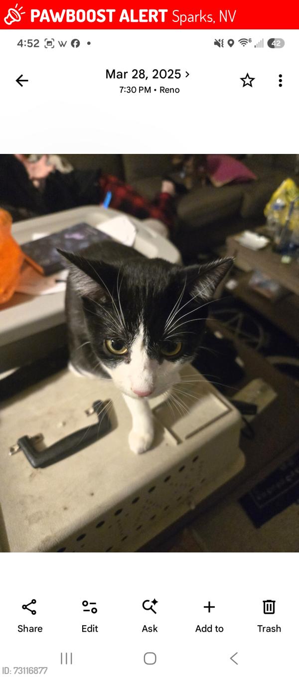 Lost Female Cat last seen 18th st. And byrd dr, Sparks, NV 89431