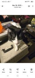 Lost Female Cat last seen 18th st. And byrd dr, Sparks, NV 89431