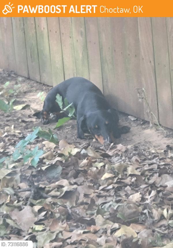 Found/Stray Unknown Dog last seen SE 29th and Hiawassee, Choctaw, OK 73020