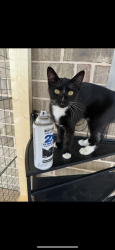 Lost Female Cat last seen Near, Cleburne, TX 76031