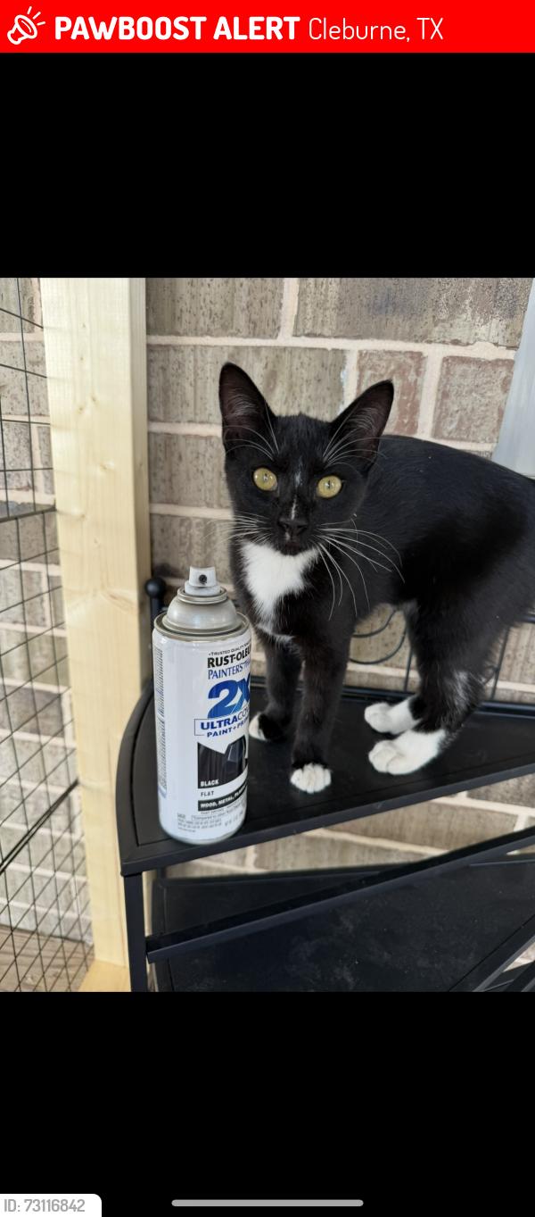 Lost Female Cat last seen Near, Cleburne, TX 76031