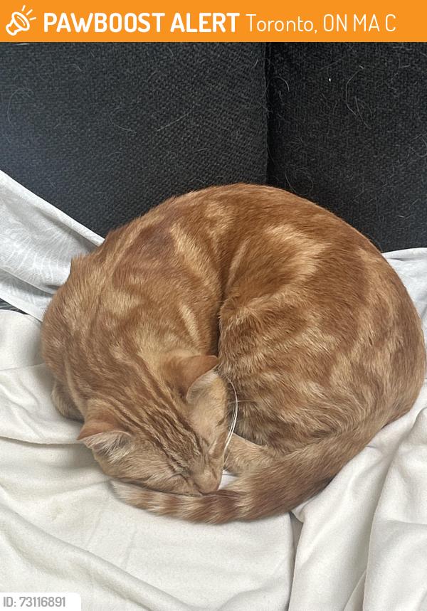 Found/Stray Male Cat last seen Tulane and Slidell, Toronto, ON M3A 2C4