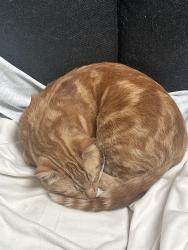 Found/Stray Male Cat last seen Tulane and Slidell, Toronto, ON M3A 2C4