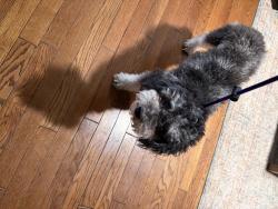 Found/Stray Female Dog last seen Church for The One, by Lakeland Highlands Rd., Lakeland, FL 33813