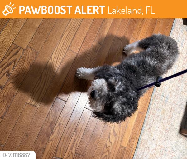 Found/Stray Female Dog last seen Church for The One, by Lakeland Highlands Rd., Lakeland, FL 33813