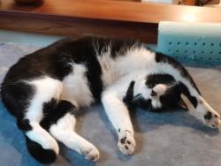 Reunited Male Cat last seen Mountain View Avenue and Panoramic Highway, Mill Valley, CA 94941