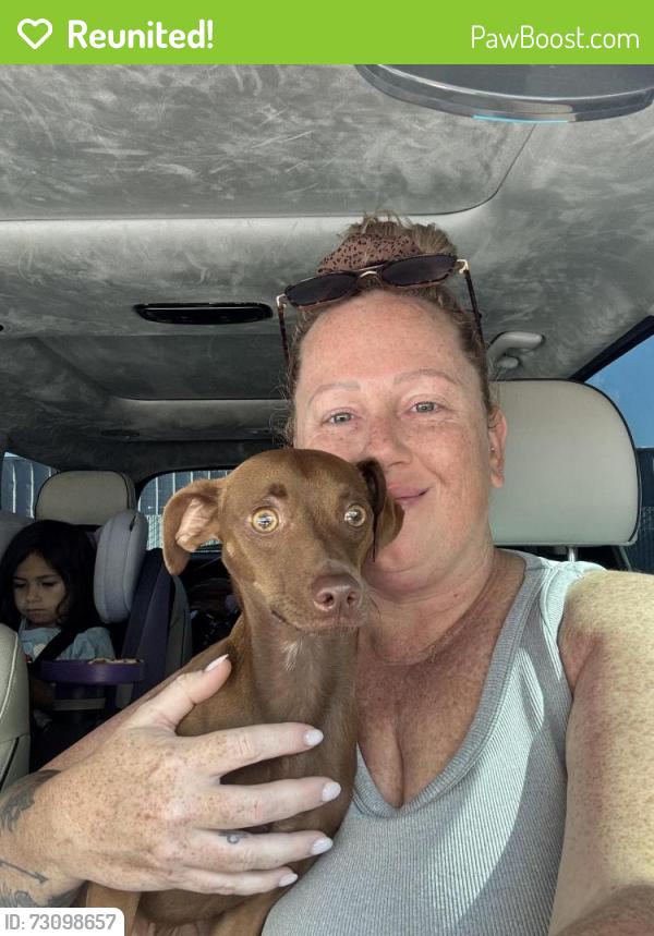Reunited Male Dog last seen Sheldon/Jocelyn, Elk Grove, CA 95758