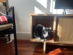 Reunited Male Cat last seen Woolsey St, Berkeley, CA 94704