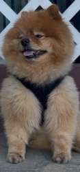 Reunited Male Dog last seen Near Edgecliff Ave/Laurel Canyon Blvd, Los Angeles, CA 91342
