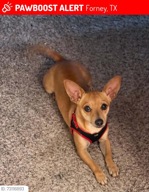 Lost Male Dog last seen Concord and Hanover, Forney, TX 75126