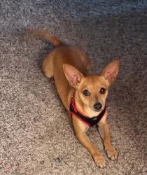 Lost Male Dog last seen Concord and Hanover, Forney, TX 75126