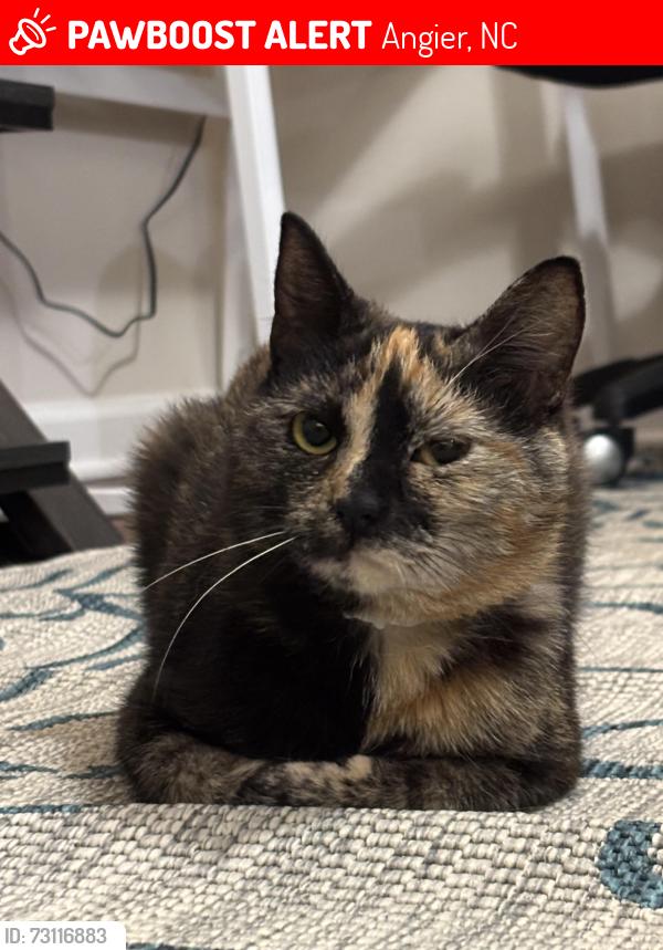 Lost Female Cat last seen Near, Angier, NC 27501