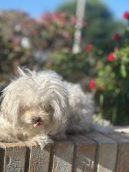 Lost Male Dog last seen Johnsoncreek, Happy Valley, OR 97086
