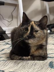 Lost Female Cat last seen Near, Angier, NC 27501