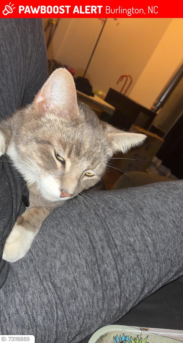 Lost Male Cat last seen Ireland st Burlington, Burlington, NC 27217