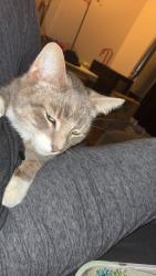 Lost Male Cat last seen Ireland st Burlington, Burlington, NC 27217