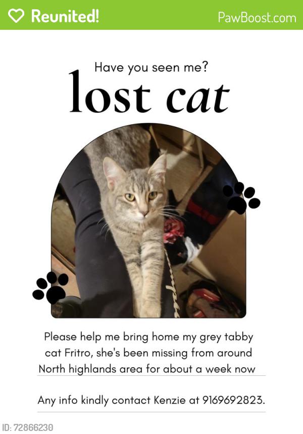 Reunited Female Cat last seen Harrison & ward, North Highlands, CA 95660