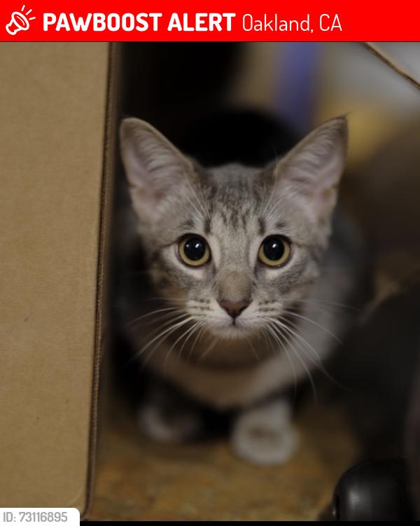Lost Female Cat last seen 16th and popular or between 16th and 14th also union st by defermery park, Oakland, CA 94607